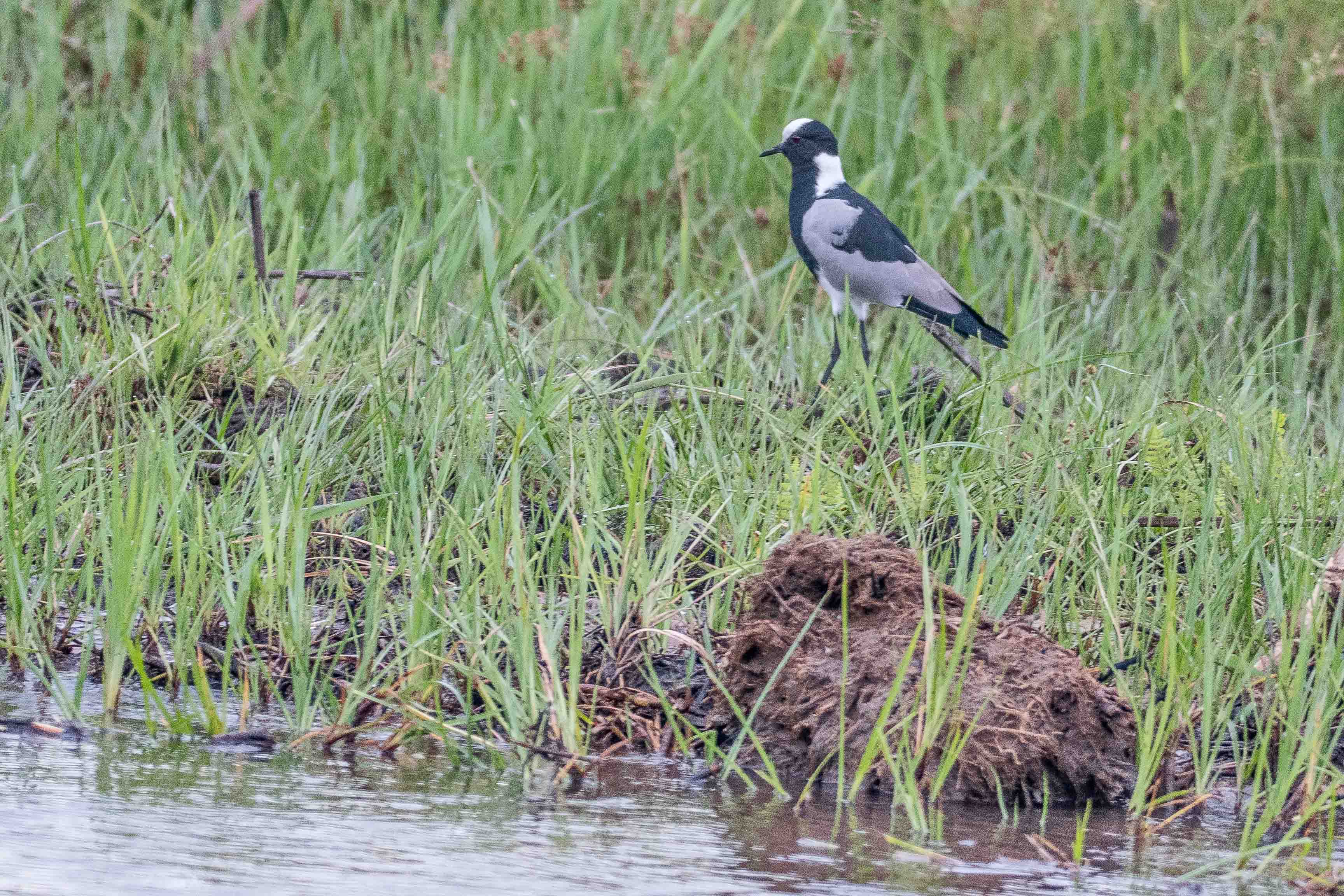 Vanneau armé adulte (Blacksmith lapwing, Vanellus armatus), Magweggana spillway, Botswana.